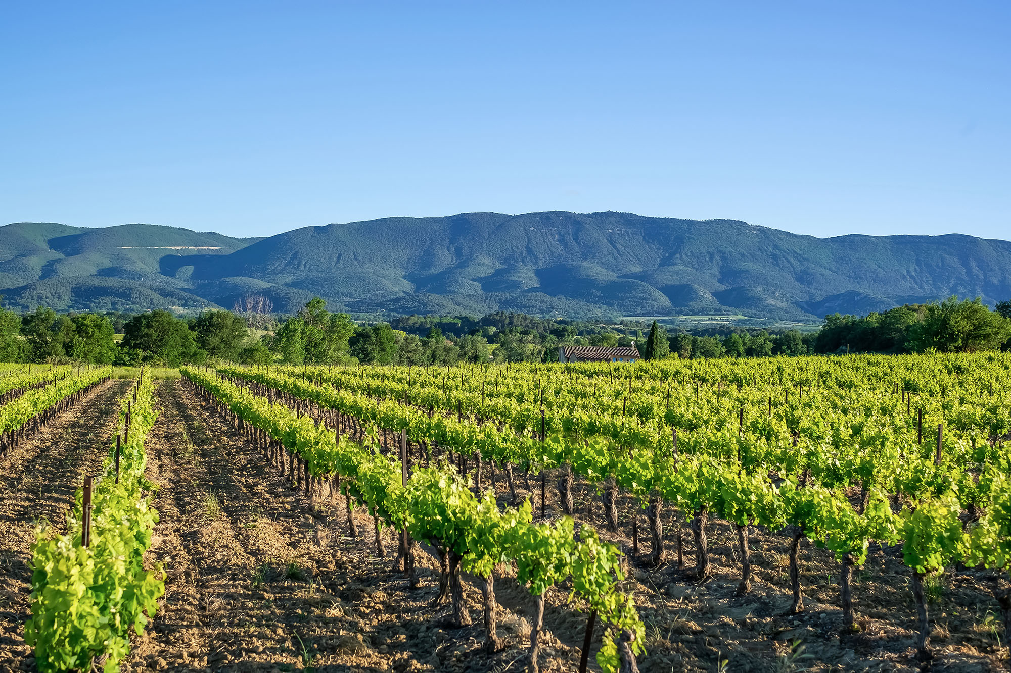 la route des vins